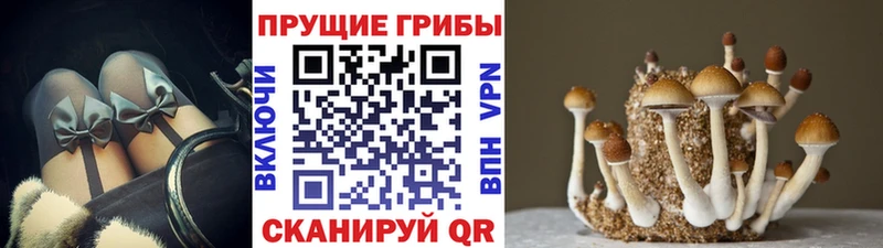 Купить закладки  Вятские Поляны  Галлюциногенные грибы MAGIC MUSHROOMS 